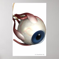 Rendu réaliste des muscles de l'oeil
