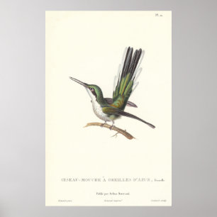 Poster Rene Primevere Leçon - Reproduction Colibri