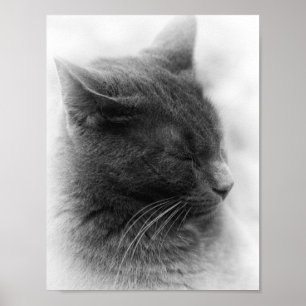 Poster Repérez le magnifique chat gris impérial