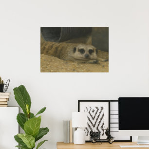 Poster Repos Meerkat - Art réaliste de la faune