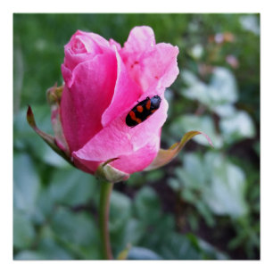 Poster reposant sur un rose