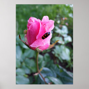 Poster reposant sur un rose