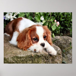 Poster Repose