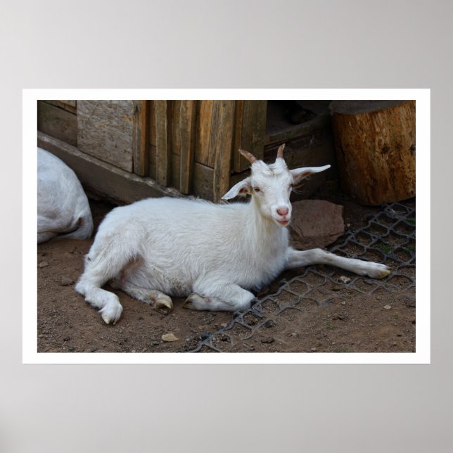 Poster Repose de chèvre blanche (Devant)