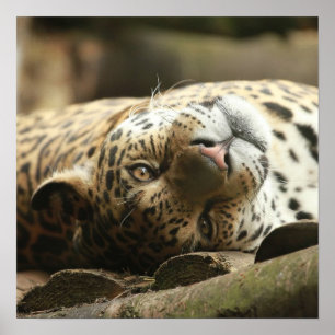 Poster Repose de Jaguar