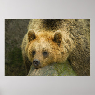 Poster Repose de l'ours Brown