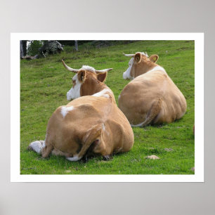 Poster Repose des vaches dans le pâturage