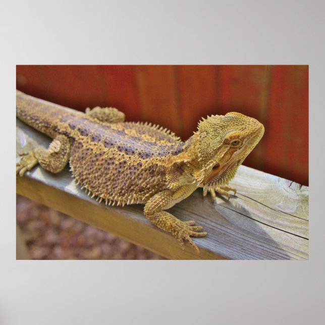 Poster Repose du dragon barbu 2 (Devant)