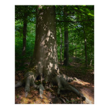 Répression des baleines