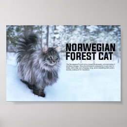 Poster Reproduction norvégienne de chats