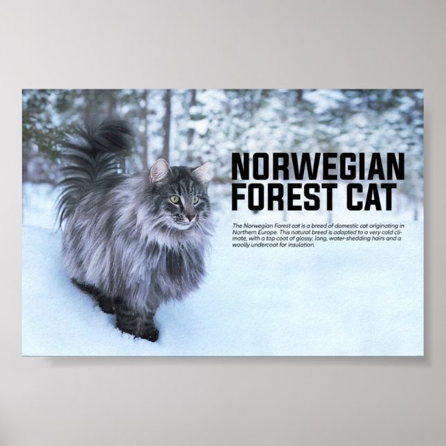 Poster Reproduction norvégienne de chats (Devant)