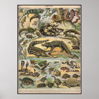 Poster Reptiles