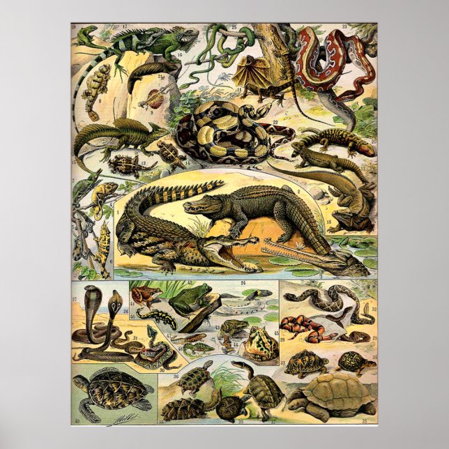 Poster Reptiles Adolphe Millot (Devant)