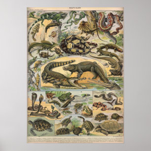 Poster Reptiles - Collection de reptiles