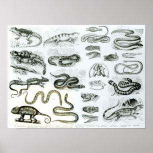 Poster Reptiles, serpents et lézards