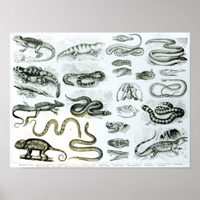 Poster Reptiles, serpents et lézards (Devant)