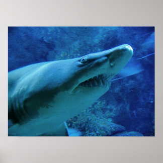 Poster Requin