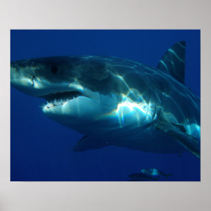 Poster Requin