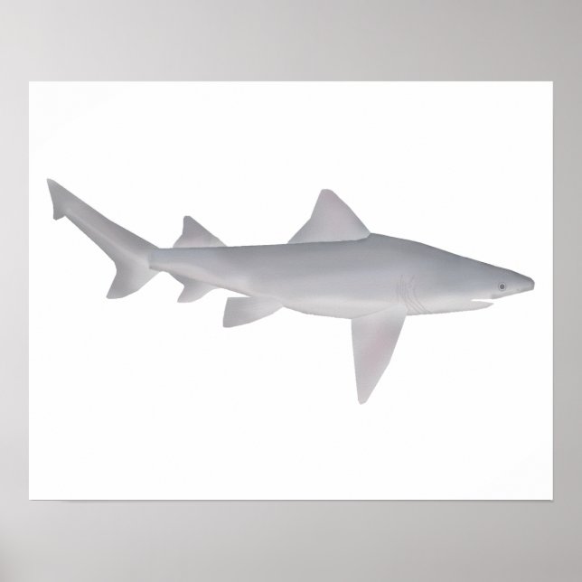 Poster Requin à bec (Devant)