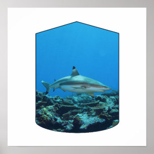 Poster Requin à pointe noire, île Yap - Conception photog