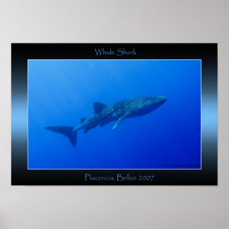 Poster Requin baleine