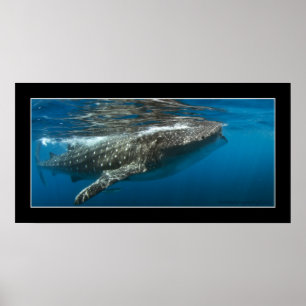 Poster Requin baleine #7