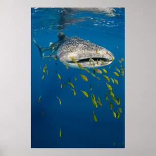 Poster Requin baleine avec des poissons, Indonésie