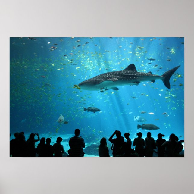 Poster requin baleine mâle (Devant)