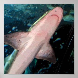 Poster Requin CB