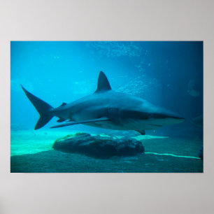 Poster Requin cendré (Carcharhinus Obscurus), Ushaka