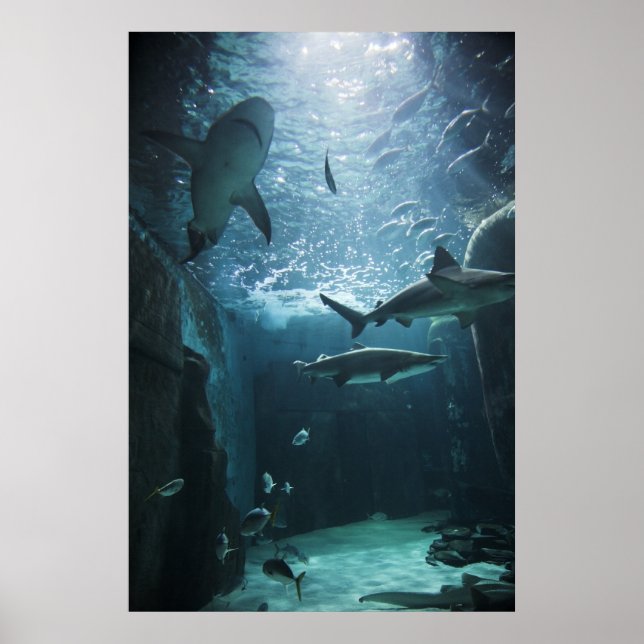 Poster Requin dans un aquarium (Devant)
