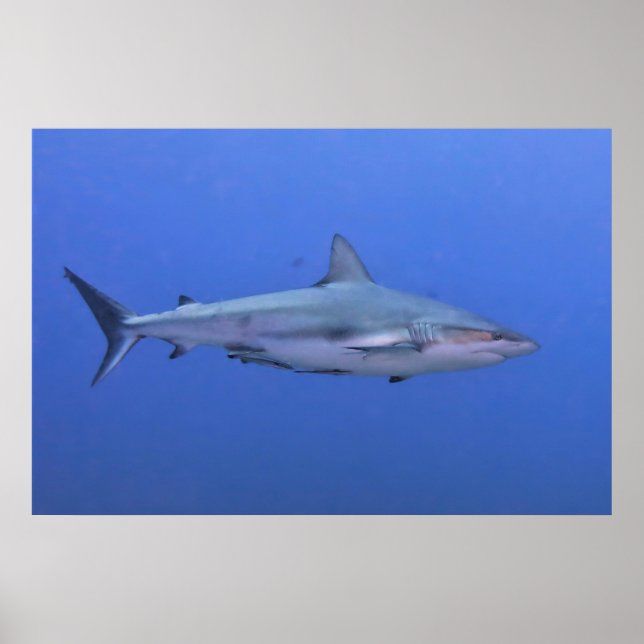 Poster Requin de récif (Devant)