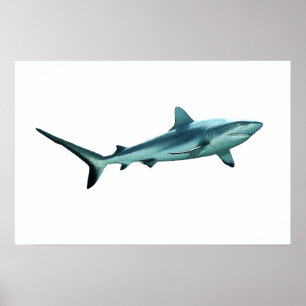 Poster Requin de récif - Design abstrait - Découpé d'une 