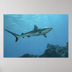 Poster Requin de récif gris sur un récif corallien de l'î