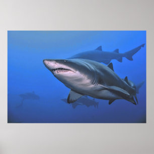 Poster Requin de Sable Tigre