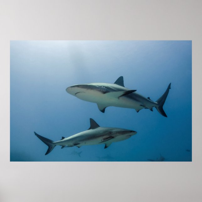 Poster Requin des Caraïbes (Devant)