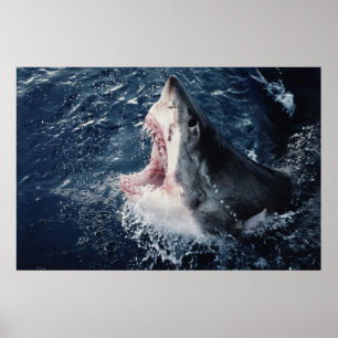 Poster Requin élevé bouche ouverte