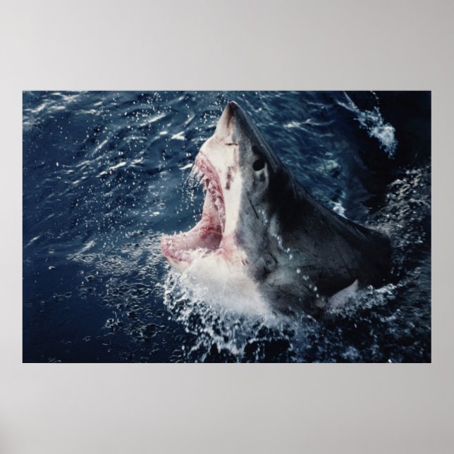 Poster Requin élevé bouche ouverte (Devant)