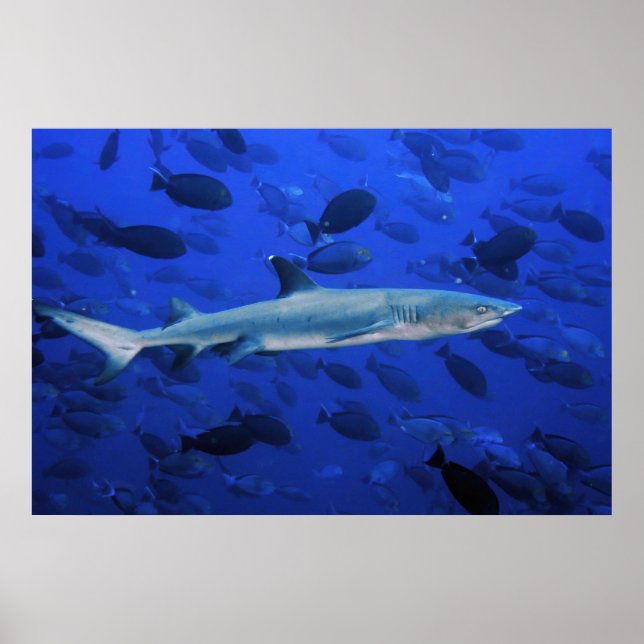 Poster Requin et poisson-chirurgien (Devant)