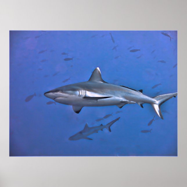 Poster Requin gris récif (Devant)