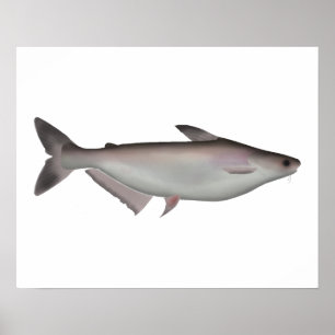 Poster Requin Iridescendant