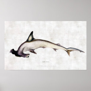 Poster requin marteau
