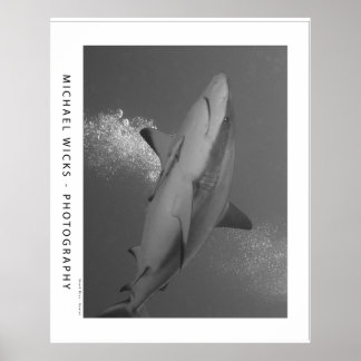 Poster Requin noir Tip Reef