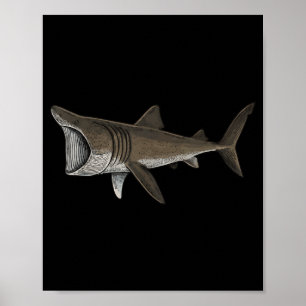 Poster Requin pèlerin