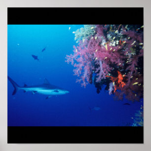 Poster Requin Poisson Eau Splash Swim Grey Guy Gal