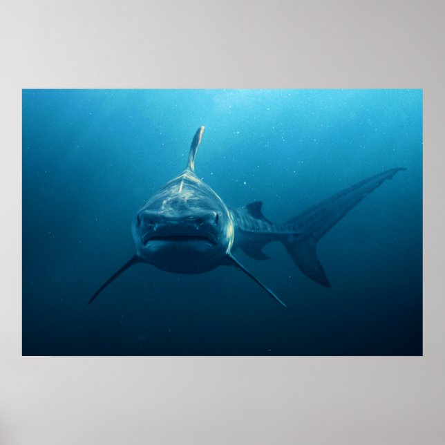 Poster Requin sous l'eau (Devant)