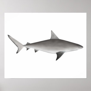 Poster requin taureau