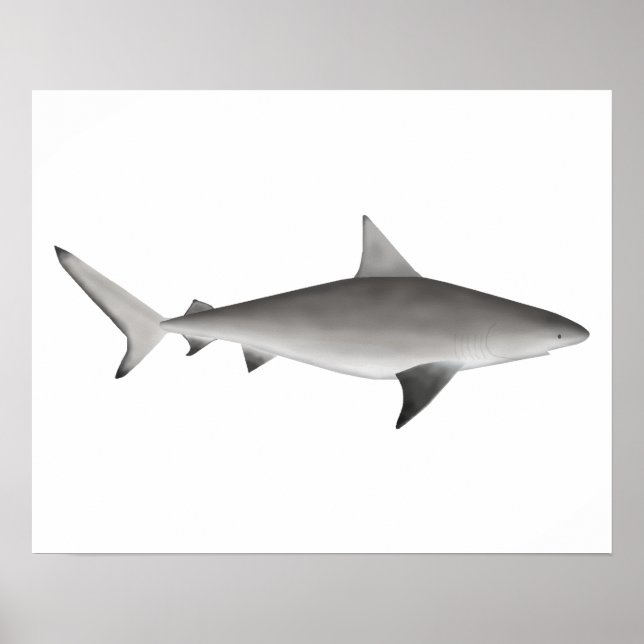 Poster requin taureau (Devant)