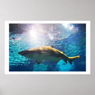 Poster requin-tigre de sable