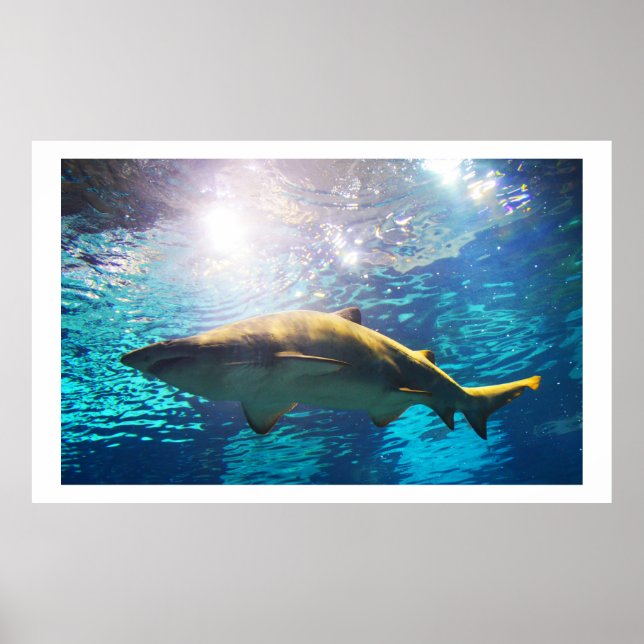Poster requin-tigre de sable (Devant)